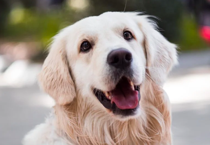 Cagnolino aspetta il suo padrone all'ospedale